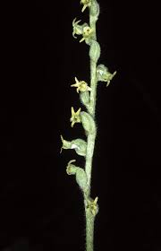 Image result for Holothrix villosa