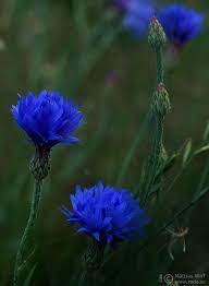 Cornflower Beautiful Flowers Painting The Roses Red Flowers