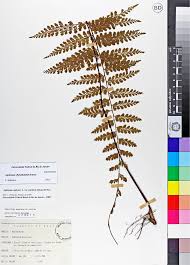 Image result for Asplenium inaequilaterale