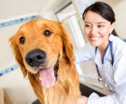 Maybe you would like to learn more about one of these? Convencion De Medicina Veterinaria En Guatemala Abril 2017 Guatemala Com