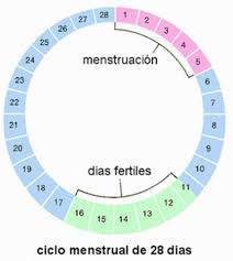 Calculadora De Ovulacion Saca Provecho A Tus Dias Fertiles Calculadora De Ovulacion Calculadora De Embarazo Ciclo Menstrual