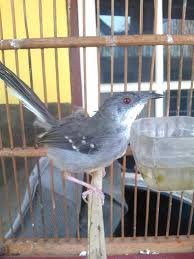 Ciblek kristal gacor ini ngebren ngonci, cocok untuk memaster burung lain atau burung sejenis. Solusi Lengkap Mengatasi Ciblek Yang Over Birahi Dengan Cepat Binatang Peliharaan
