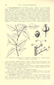 Image result for Maprounea