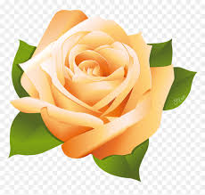 Discover free hd rose png images. 15 Pink Rose Vector Png For Free Download On Mbtskoudsalg Orange Rose Clip Art Transparent Png Vhv