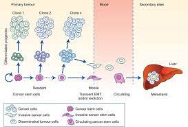 Hallmarks Of Cancer Stem Cell Metabolism British Journal Of Cancer