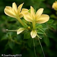 Image result for Barleria rotundifolia