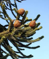 Does anyone know how to collect fruit from a very high money puzzle tree? Plantfiles Pictures Araucaria Species Chilean Pine Monkey Puzzle Tree Monkey Tail Tree Araucaria Araucana By Growin