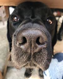 Boop Rio Theblacklab Black Labrador Retriever Boopmynose New Merch Is Available At Noseboops Co Black Labrador Retriever Dog Nose Funny Animal Pictures