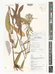 Image result for Macledium