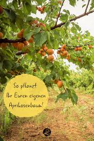 Aprikosenbaum Pflanzen Anleitung Profi Tipps Plantura In 2020 Pflanzen Gartenarbeit Baume Pflanzen