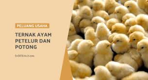 Contoh perjanjian kerjasama usaha mou agar kamu lebih mudah memahami serta dapat membuat surat perjanjian usaha sesuai dengan kebutuhannya kami. Toilet Bisnis Laman 19 Dari 21 Blog Peluang Usaha Bisnis Online Bisnis Modal Kecil Bagaimana Cara Mendapatkan Uang Online Dan Tips Bisnis