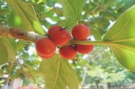 Ozellikleri Yapragi Yemisi Kullanilir Meyvesi Kus Dili Meyvesine Benzer Ortasinda Tohumlari Vardir Guz Banyan Tree Bonsai Bonsai Plants Weird Plants