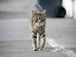 Bei dieser theorie gehen wissenschaftler davon aus, dass sich katzen an den magnetfeldern der erde orientieren. Orientierungssinn Von Katzen So Finden Sie Zuruck Nach Hause