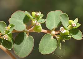Image result for Euphorbia serpens