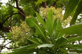 Image result for Solanecio mannii