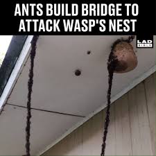 Waffling about #watfordfc since 2013 ~ check out my new podcast: Ladbible Ants Build Bridge To Attack Wasp S Nest Facebook