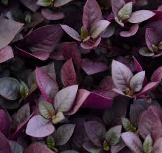 Give it at least an inch per week. Joseph S Coat Mashtal Garden Centers