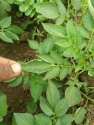 They gobble up and skeletonize the foliage on plants in the nightshade family, including potatoes, eggplant, peppers and tomatoes. Potato Leafroll Virus Pests Diseases