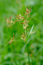 Image result for Cyperus rotundus