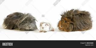 The abyssinian guinea pig is an adorable breed of domestic cavies popular for its unique coat and outgoing personality. Long Hair Guinea Pig Image Photo Free Trial Bigstock