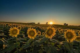 Maybe you would like to learn more about one of these? Grinter S Sunflower Farm Timing Is Everything For Amazing Photos Improve Photography