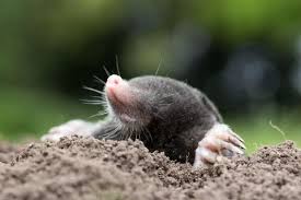 Maulwurf So Vertreiben Sie Die Tiere Aus Dem Garten Lavendel Vermehren Tiere Maulwurf