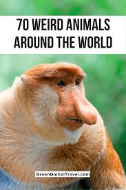 The image is clearly showing and proving this phenomenon. 70 Cool Weird Animals From Around The World An Epic Guide