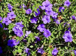 I'm a passionate gardener who loves growing everything from vegetables, herbs, and flowers to succulents, tropicals. Desert Ruellia Purple Flowering Beautiful Fuss Free Shrub