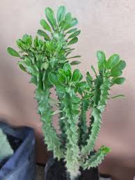 Image result for Euphorbia platycephala