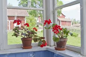 Image result for flowers on the window sill