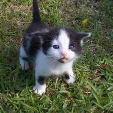 Kumpulan Gambar Kucing Comel Home Facebook