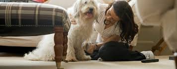 Hill's has a prescription formula cat food called cd or c/d for bladder health. Petsmart Black Friday 2013 Ad Find The Best Petsmart Black Friday Deals And Sales Nerdwallet