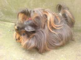 Pin On Long Haired Guinea Pigs