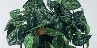 And under the right conditions. Think You Love Houseplants This One Just Sold For Almost 20 000 Architectural Digest