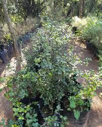 Image result for Putterlickia verrucosa