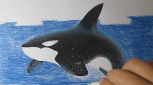 Or follow these step by step drawing instructions. How To Draw A Killer Whale Easy With Charcoal And Pastels Step By Step