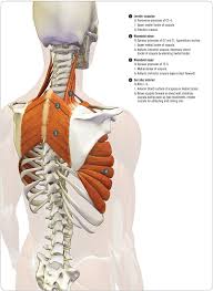 Co Activating The Trapezius And Serratus Anterior To Expand The Chest Yoga Anatomy Human Anatomy And Physiology Muscle Anatomy