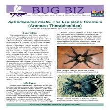 481 x 640 jpeg 57 кб. Aphonopelma Hentzi The Louisiana Tarantula Araneae Theraphosidae