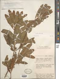 Image result for Clutia