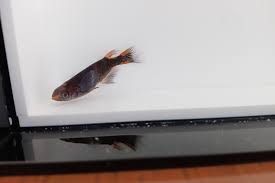 三重県 多気郡 大台町 めだか横丁|メダカ屋さん支援プラットフォーム