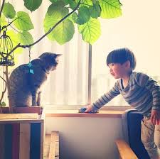 Japonya Nin En Uykucu Minnosu Evdeki Ufakliklarla Birlikte Uyuyan Kedi Toco Japonya Kedi Fotograf