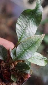 Image result for Elaphoglossum tanganjicense