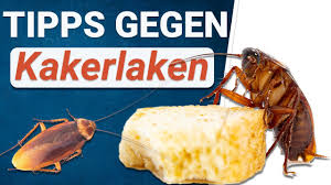 A1 kennt in deutschland geläufige einrichtungsgegenstände und kann sie benennen. Kakerlaken Bekampfen Tipps Vom Experten Futura Gmbh