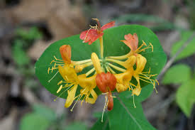 Image result for Lonicera confusa