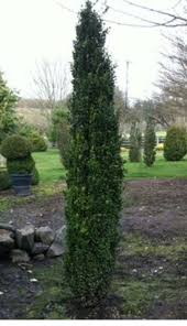 Green Tower Boxwood A Columnar Grower Teaching As Tall As 9 Ft And Staying Only 1 2 Ft Wide In 2020 Green Tower Pool Landscaping Foundation Planting
