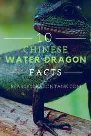 It is also known as the asian water dragon, thai water dragon, and green water dragon. 10 Facts About Chinese Water Dragons Bearded Dragon Tank