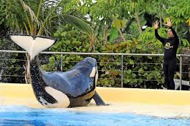 Orcas, or killer whales, are a highly intelligent, social species that lives in pods and can orcas are the largest members of the dolphin family. Mutter Von Getotetem Tiertrainer Will Freilassung Von Orcas