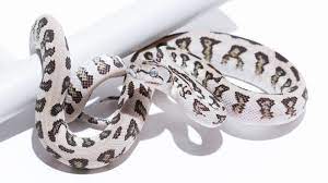 Carpet pythons will eat mice or rats of an appropriate size in relation to their own body size. Jaguar Carpet Pythons Morelia Spilota