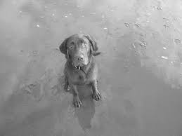 When the time comes, we provide you the choice to say goodbye to your pet at home, in its own environment surrounded by the people and things that it loves. Contact Us Serenity In Home Pet Euthanasia