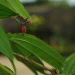 Image result for Dinophora spenneroides